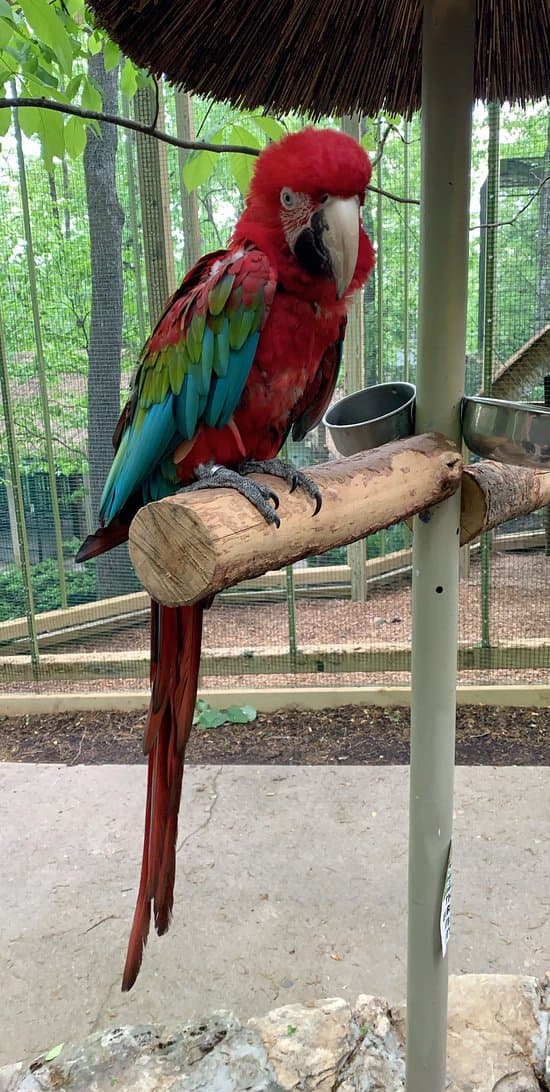 Parrot Mountain at the Island, photo 1 of 6
