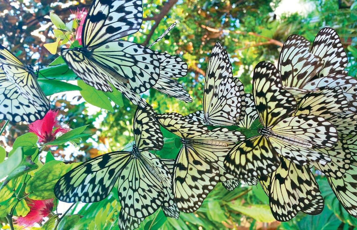 Cockrell Butterfly Center