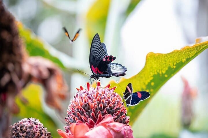 Cockrell Butterfly Center — photo 1 of 2