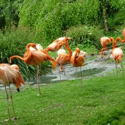 La Menagerie, le zoo du Jardin des Plantes