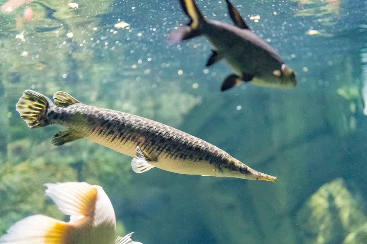Freshwater Aquarium