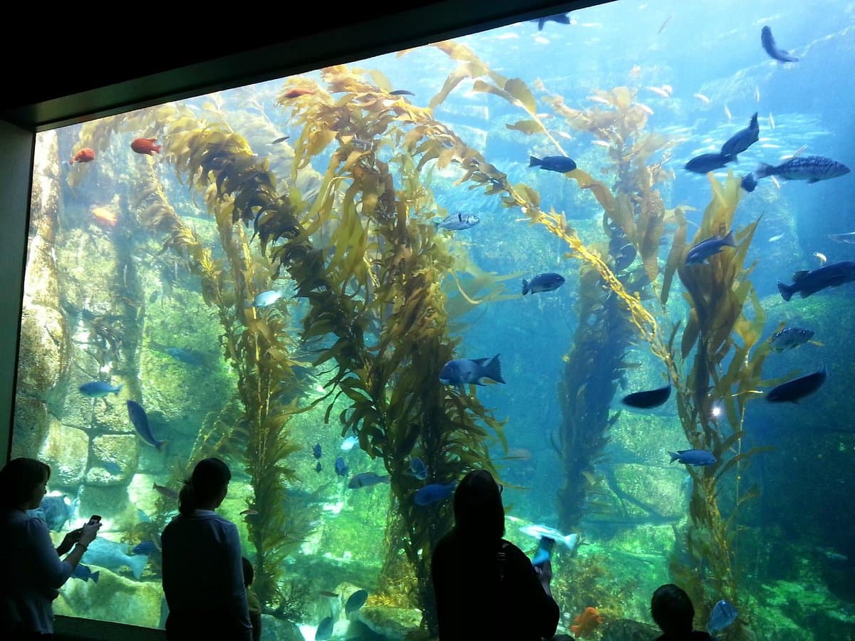Freshwater Aquarium