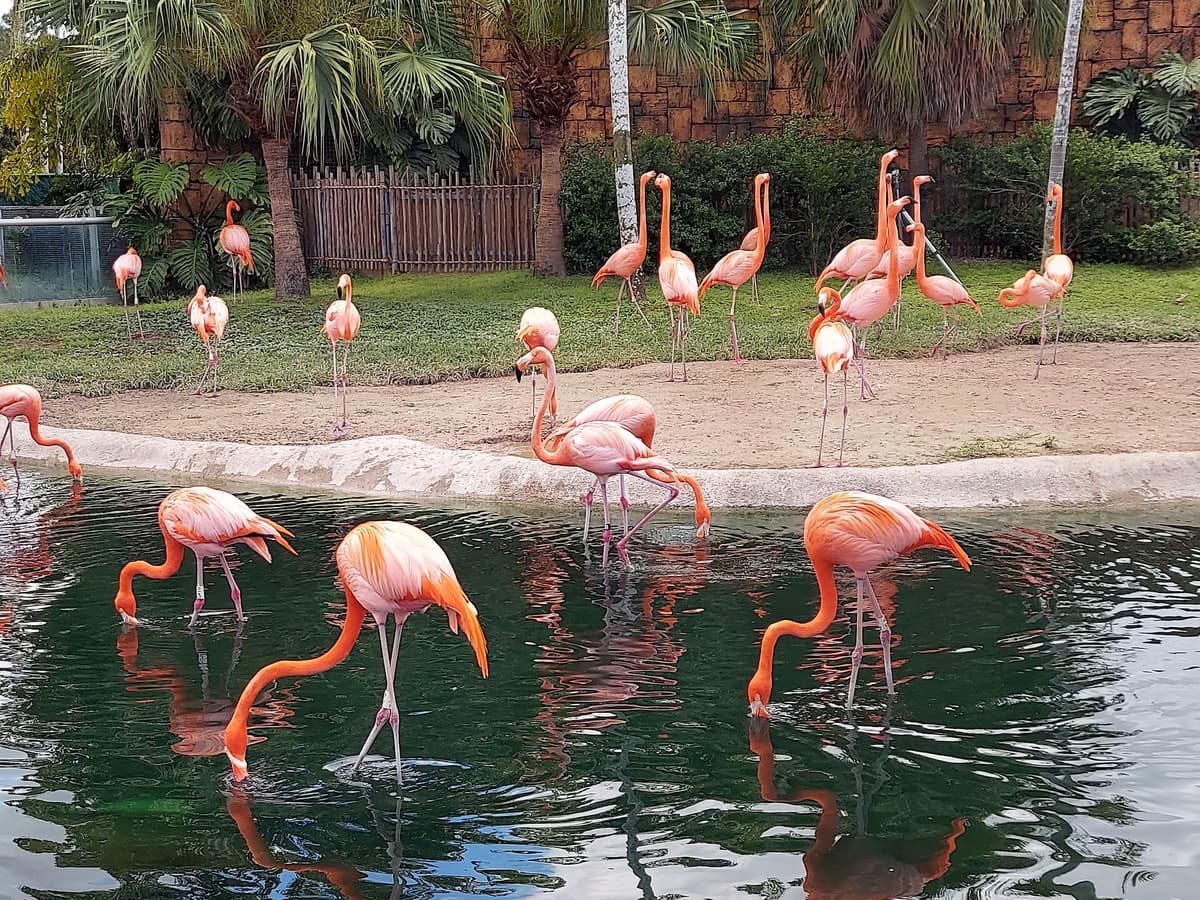 Zoo Miami