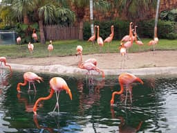 Zoo Miami