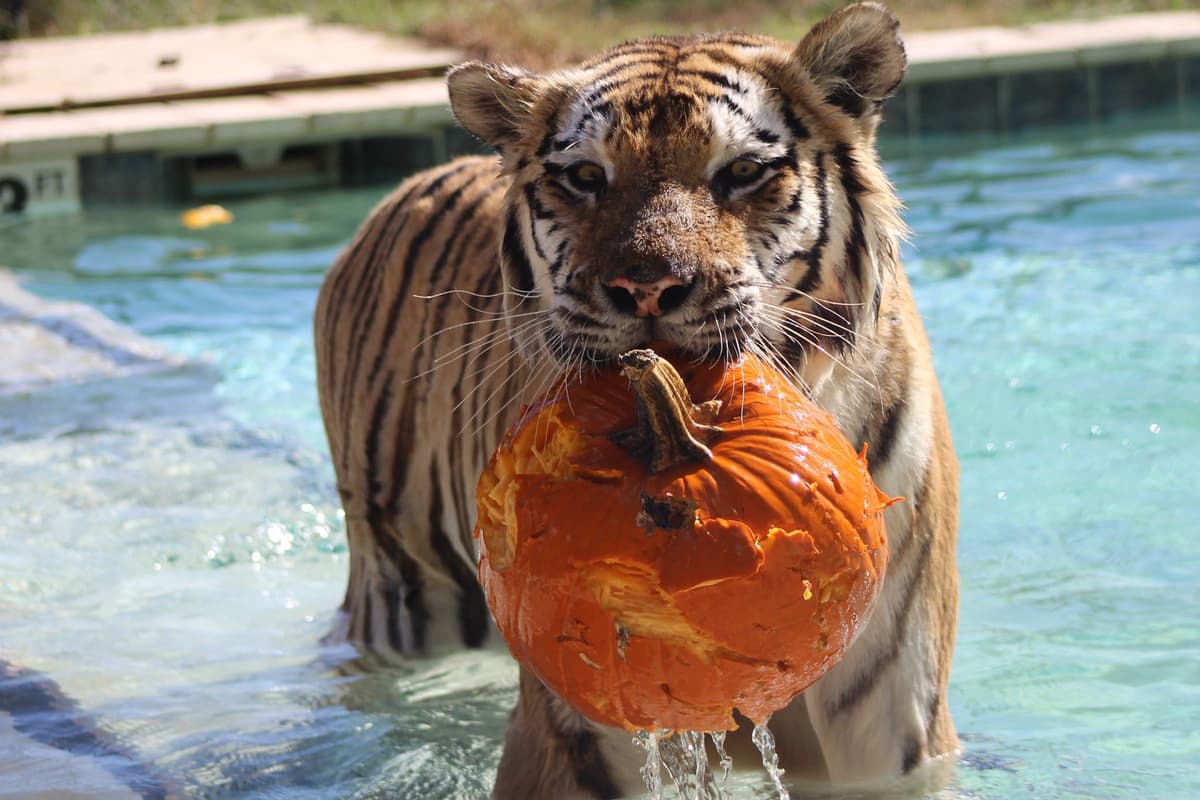 Tiger World