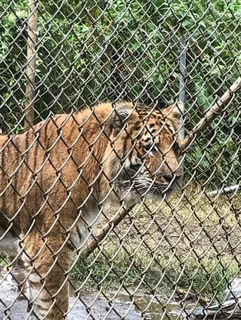 Tiger World, photo 1 of 2