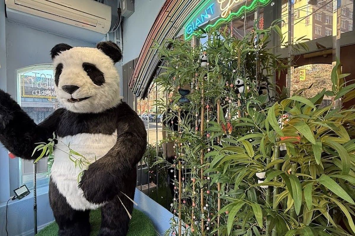 Jack Chow Giant Panda Habitat