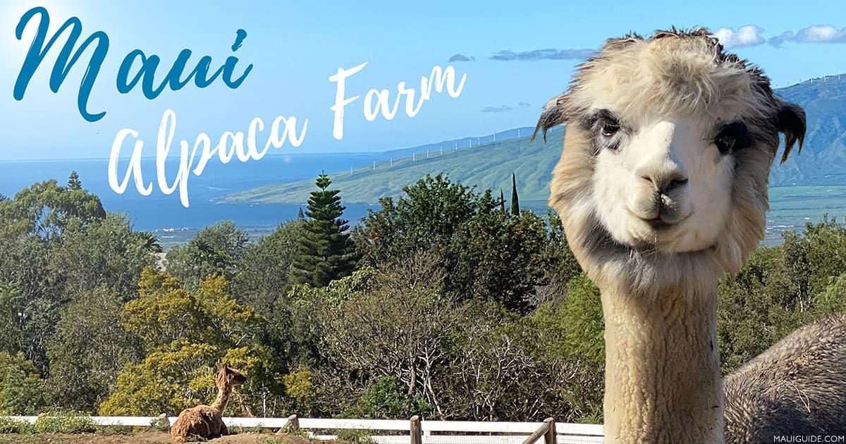Maui Alpaca