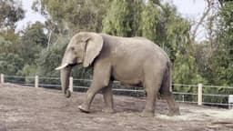 Elephant Odyssey