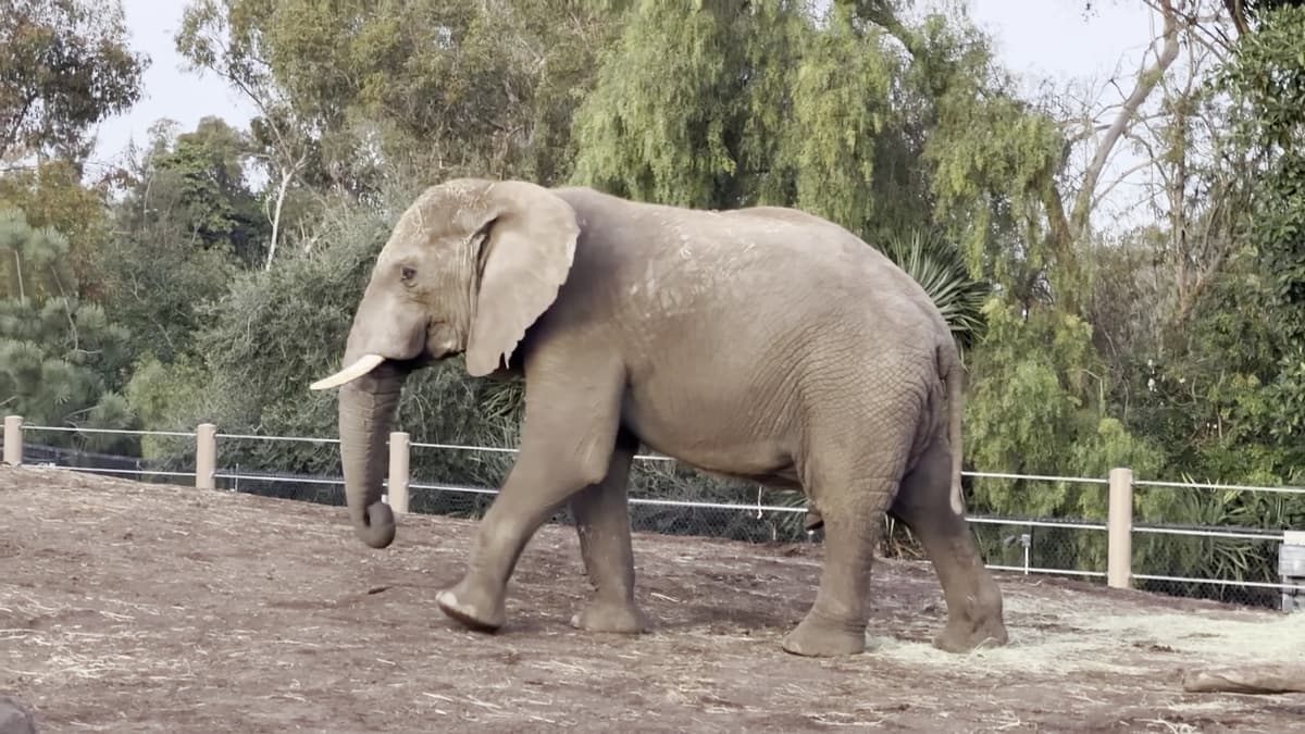 Elephant Odyssey