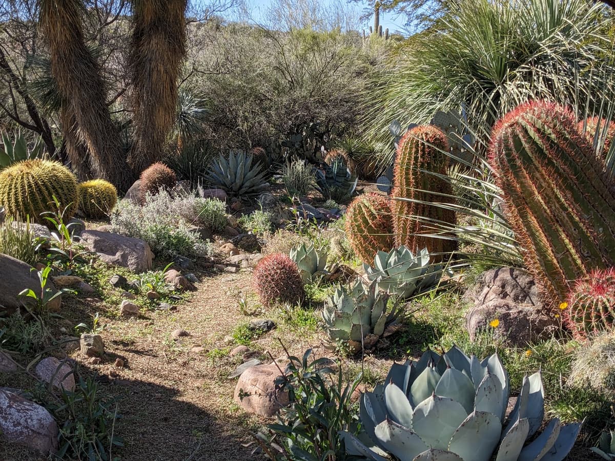 Boyce Thompson Arboretum