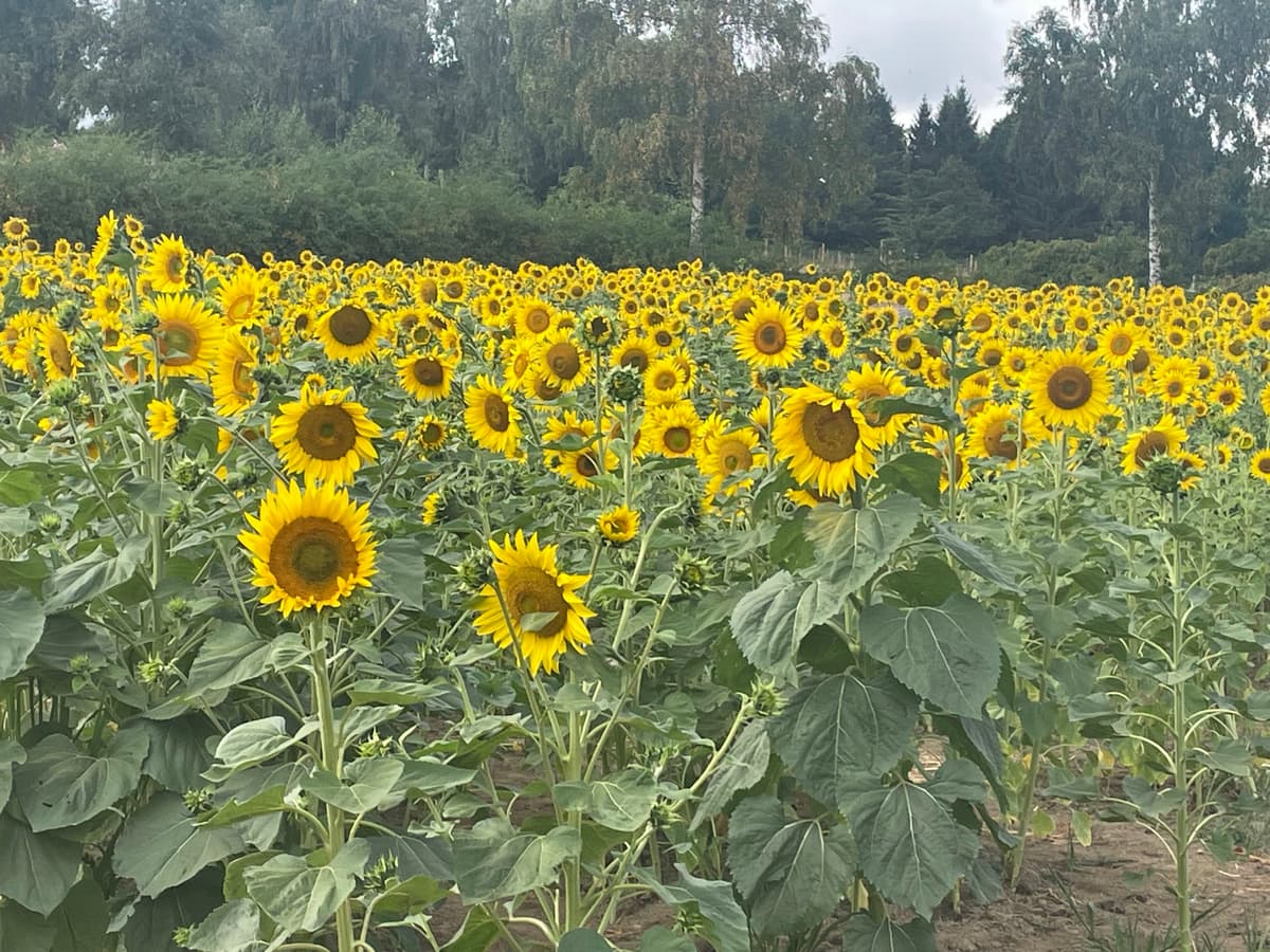 Discovery Land at Priory Farm