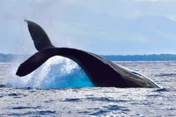 Top Whale Watch & Snorkel