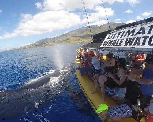 Ultimate Whale Watch & Snorkel