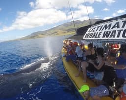 Top Whale Watch & Snorkel