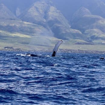 Ultimate Whale Watch & Snorkel