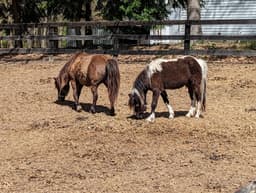 Bel Laurel Farm