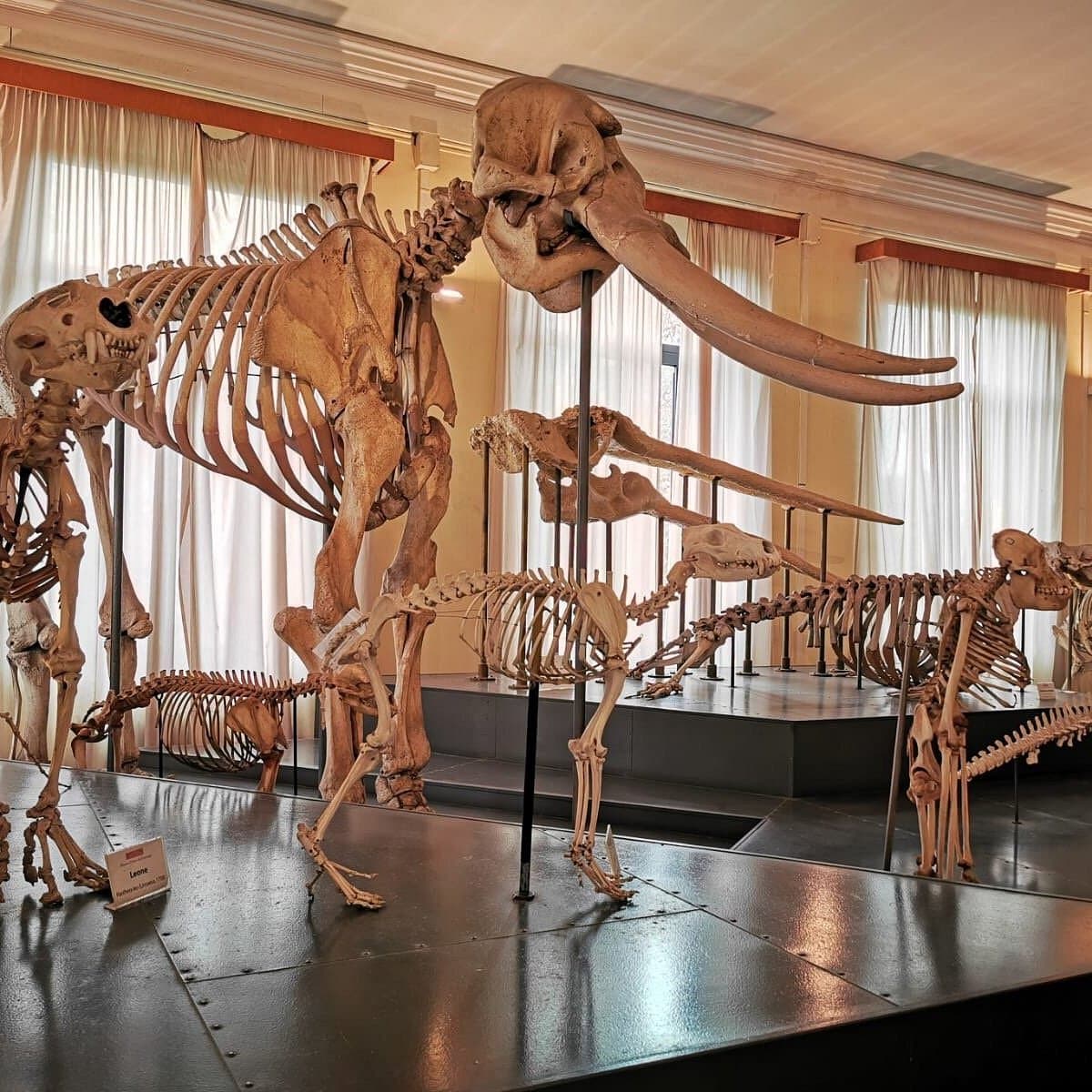 Museo Civico di Zoologia