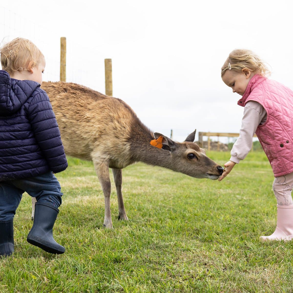Hogshaw Farm & Wildlife Park, photo 1 of 2