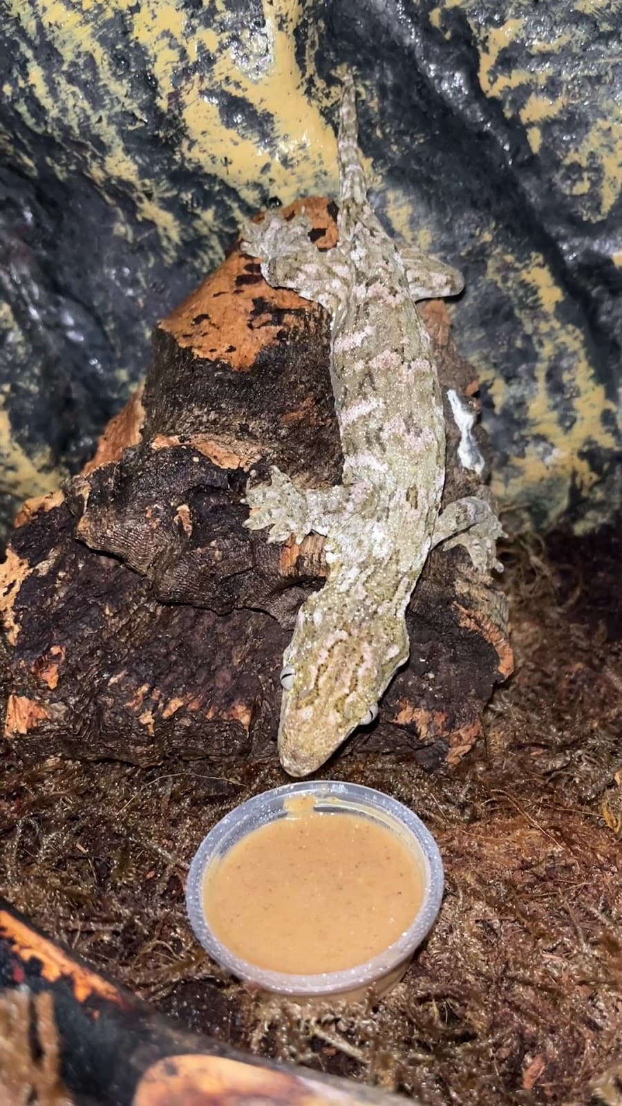 Lizards for Kids and More