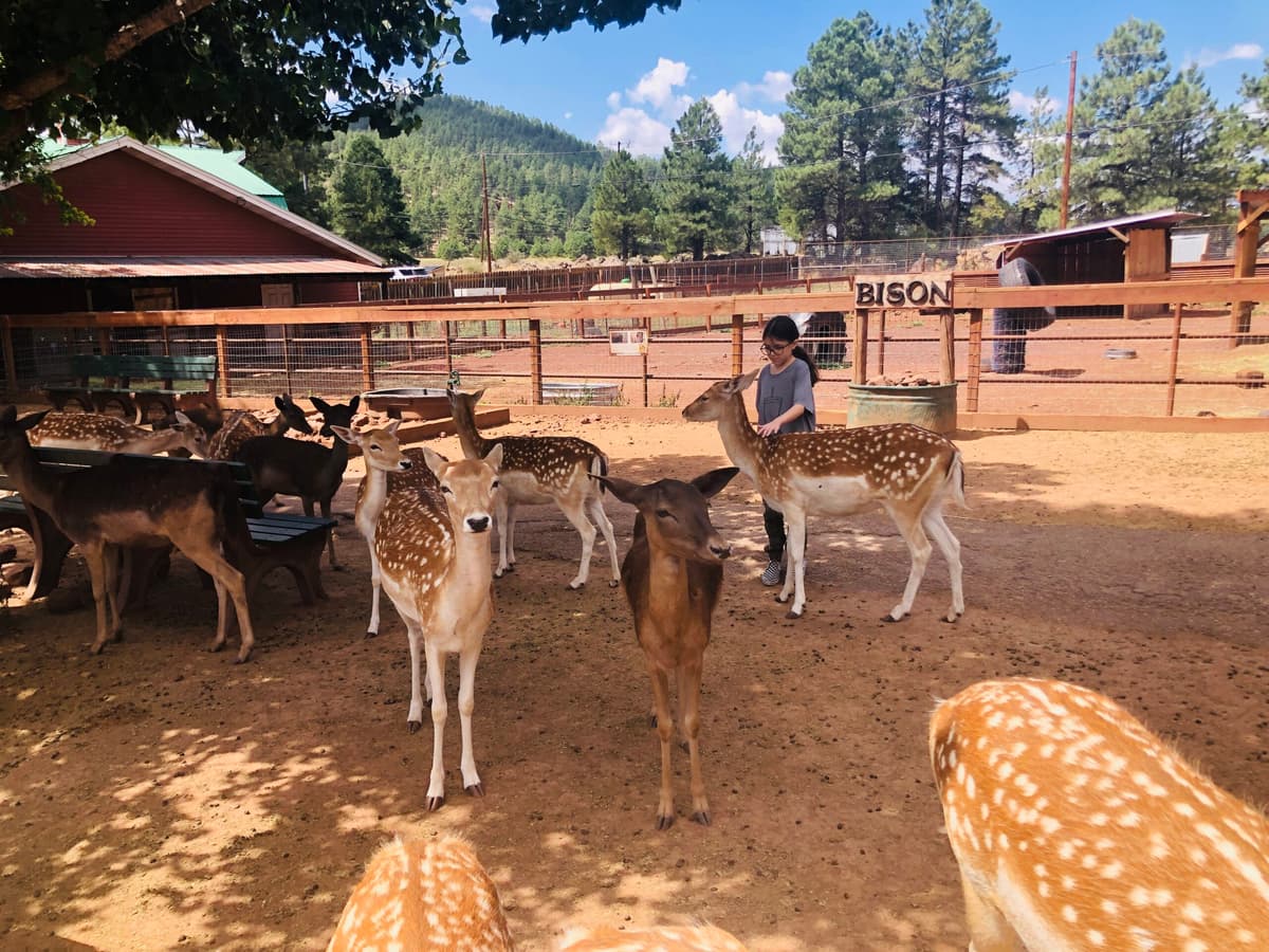 3 Days in Sedona with Kids: The Perfect Family Itinerary