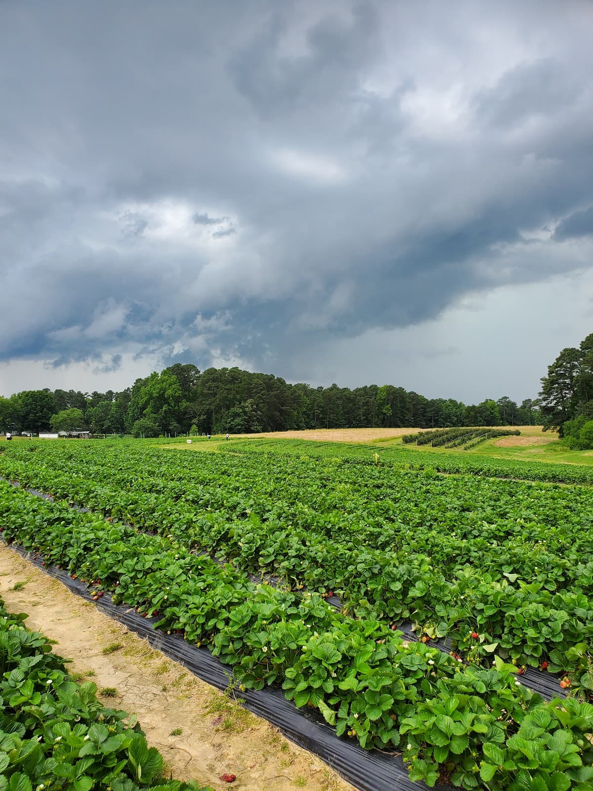 Page Farms
