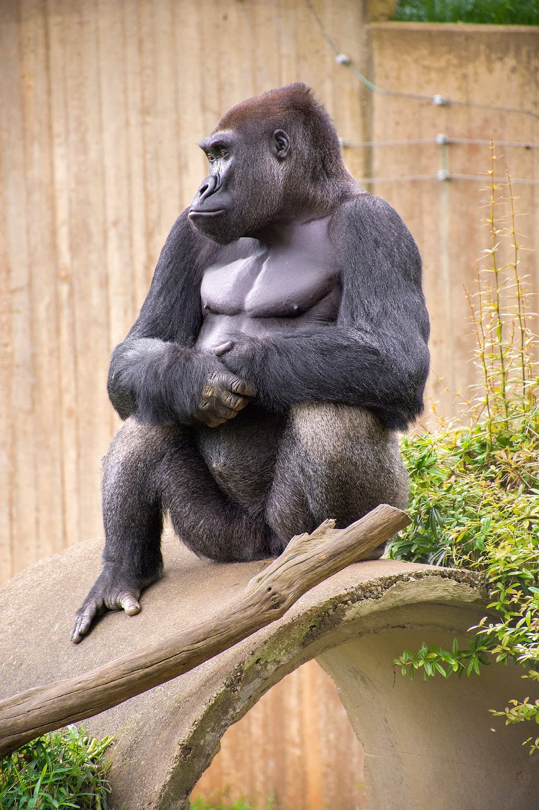 Great Ape House
