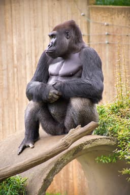 Great Ape House