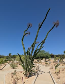 Amakiri Wellness Garden