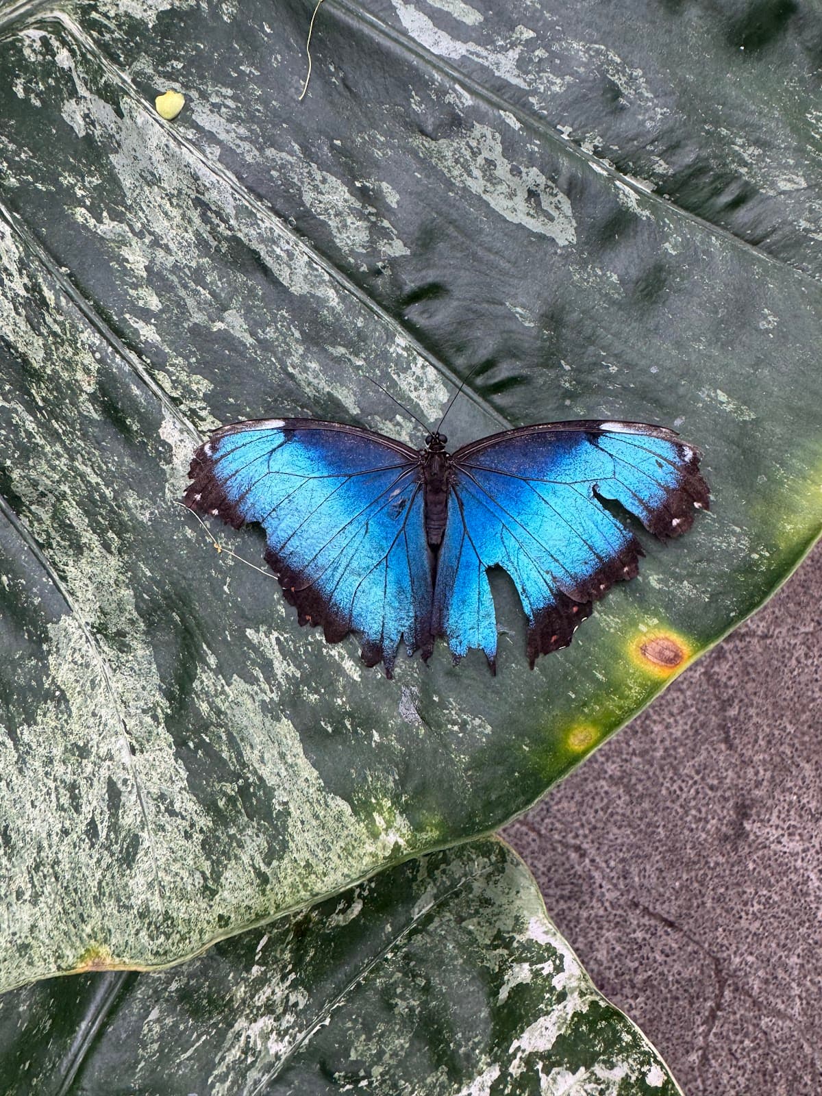 Tropical Butterfly House