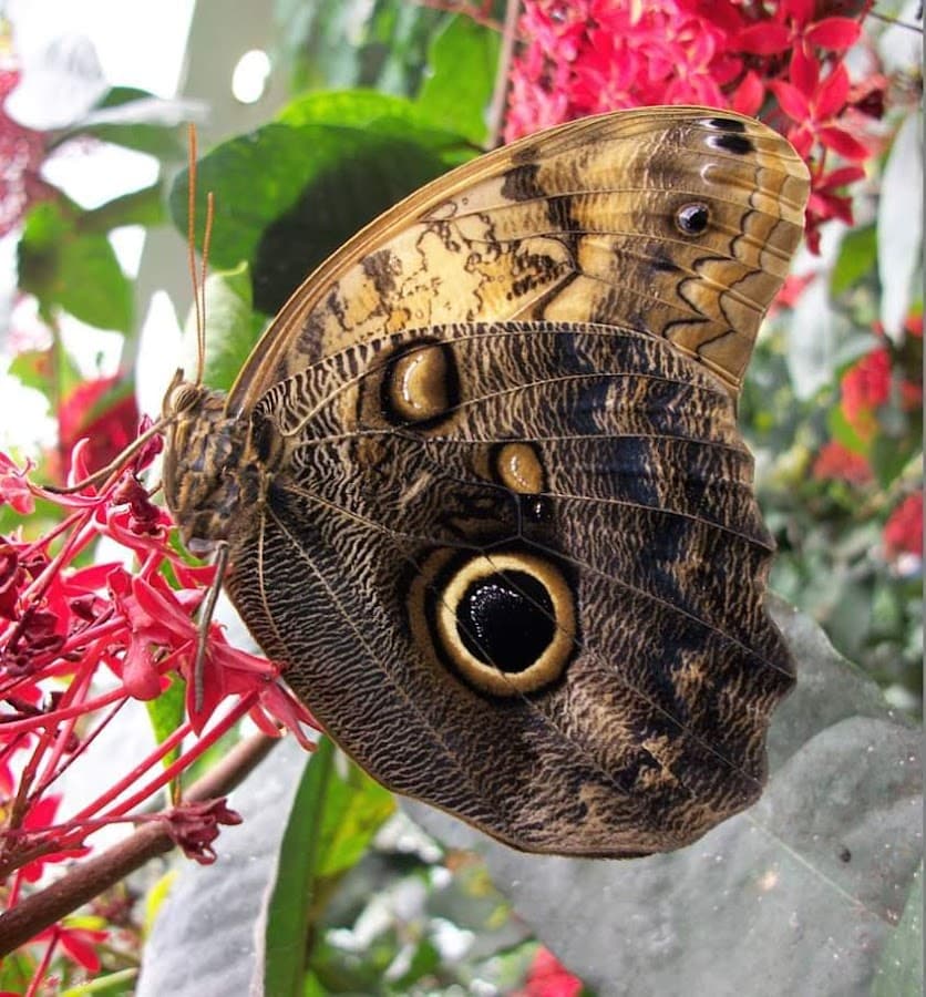 Tropical Butterfly House