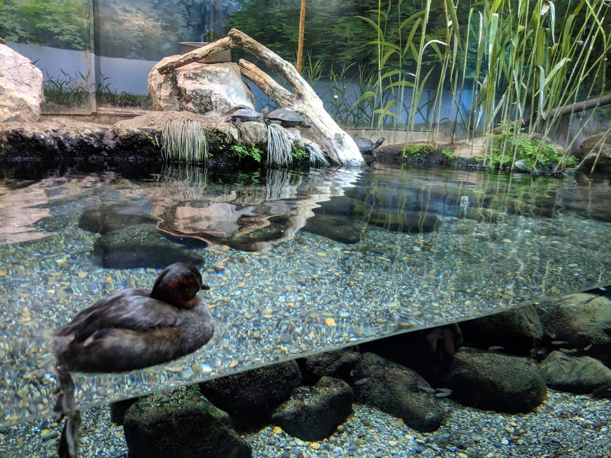 Aquatic Life House
