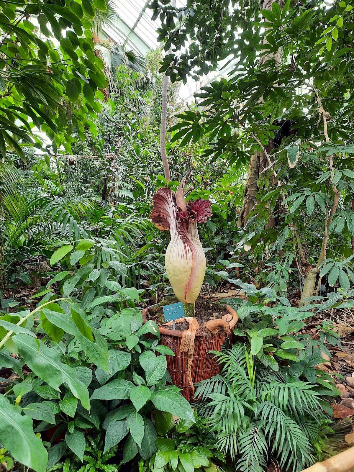 Serre des forets tropicales humides