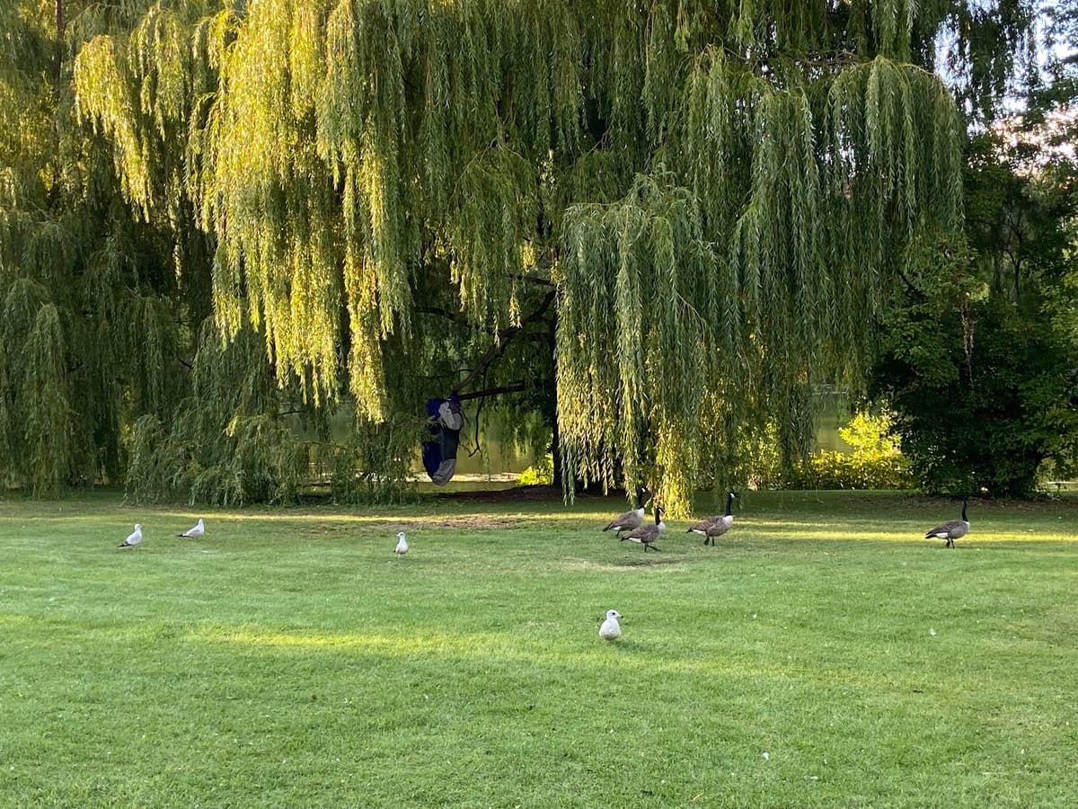 Parc Angrignon, photo 1 of 1