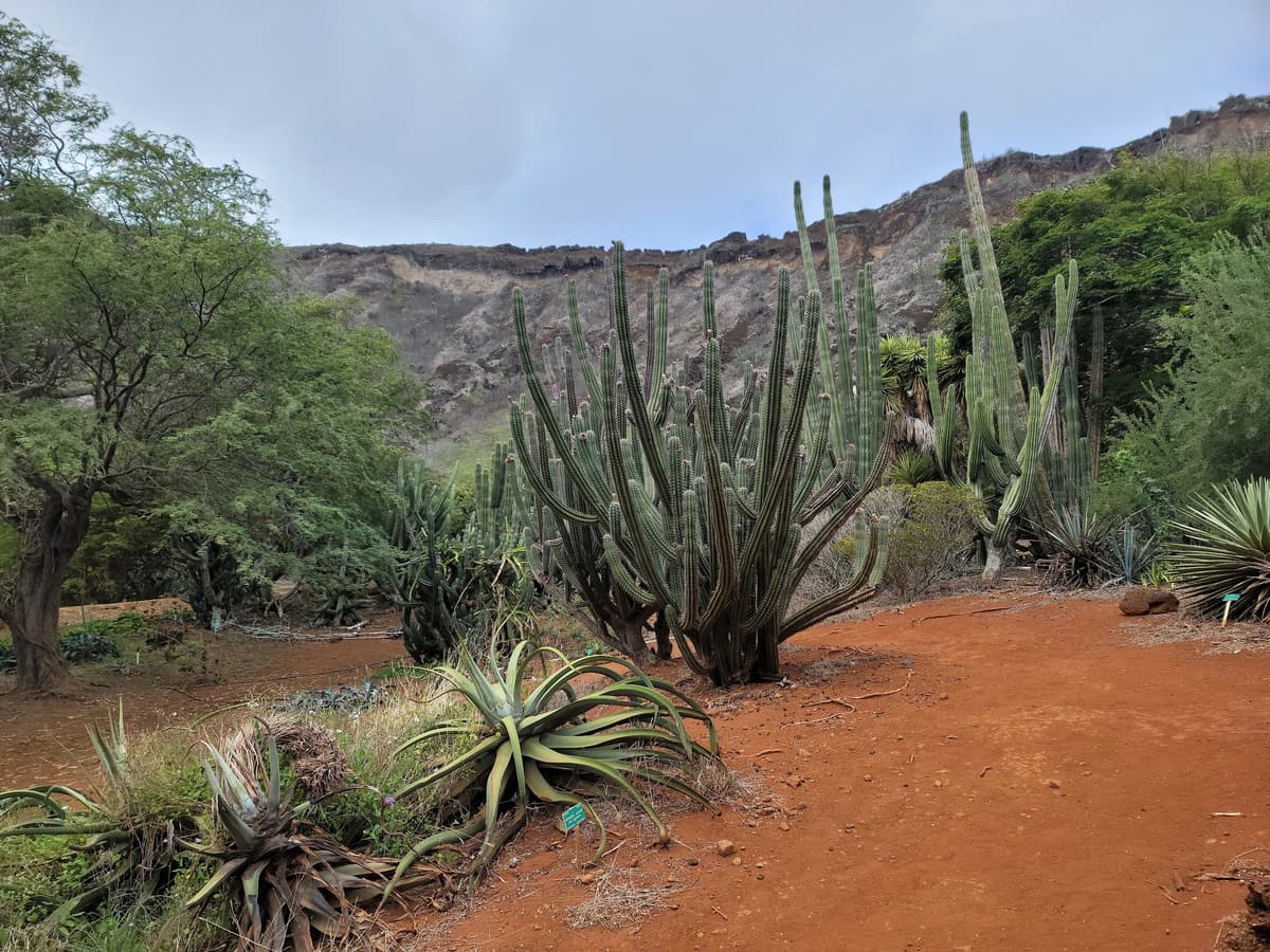 Koko Crater Botanical Garden