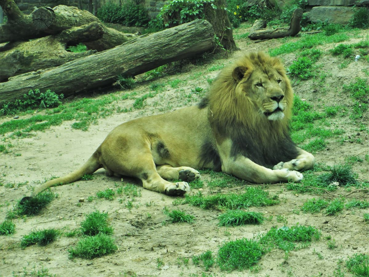 Big Cat Falls