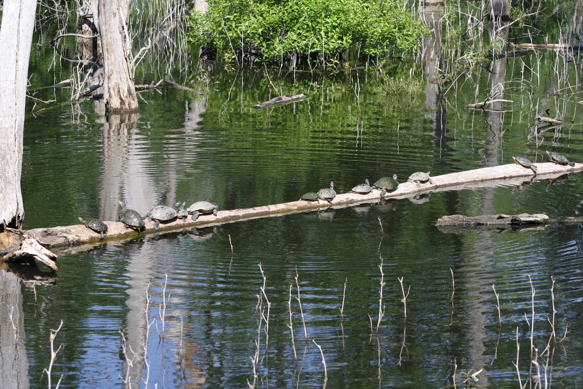 Heard Natural Science Museum & Wildlife Sanctuary