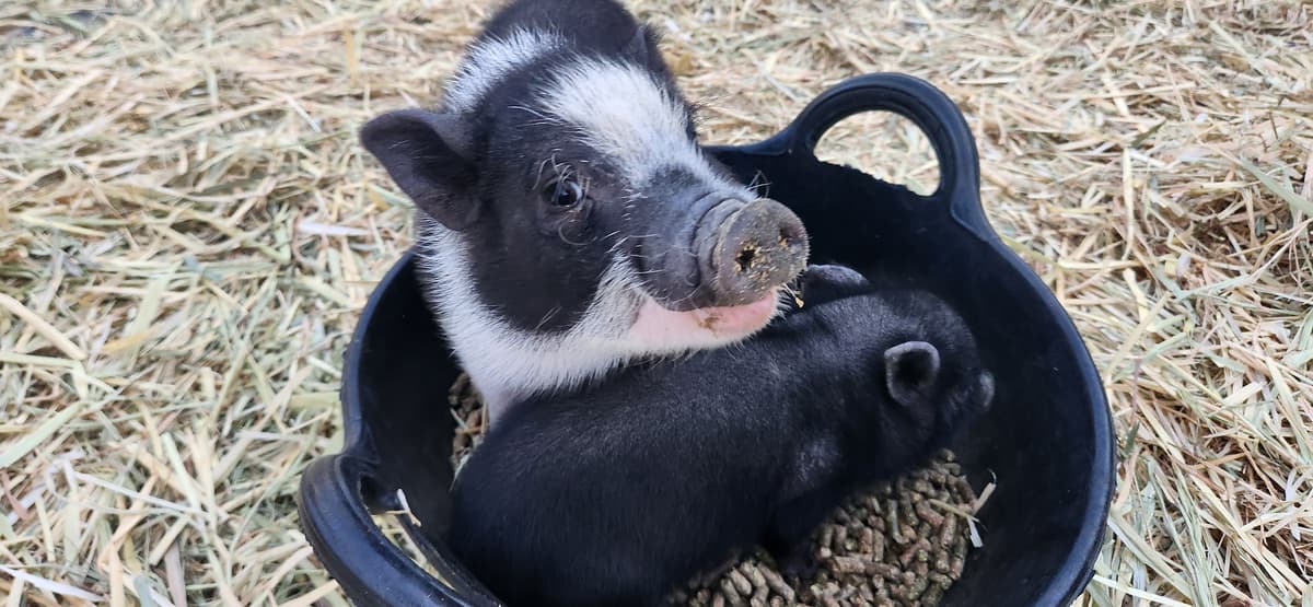 One of a Kind Petting Zoo