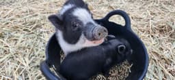 One of a Kind Petting Zoo