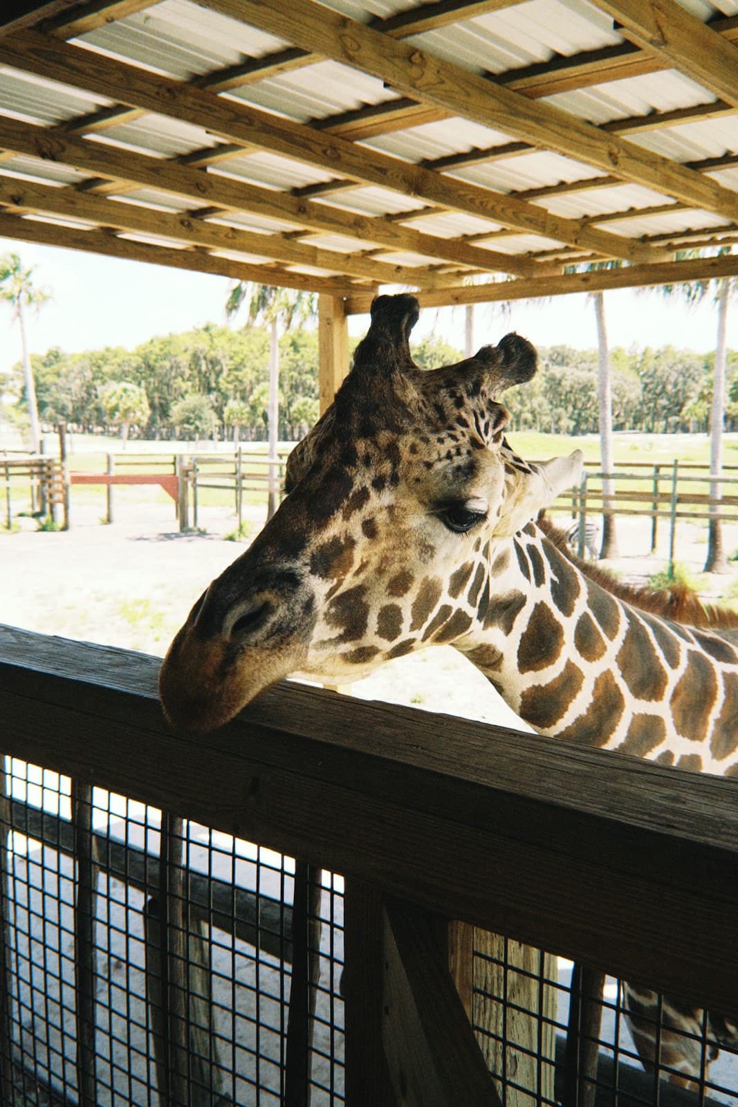 Wild Florida Adventure Park
