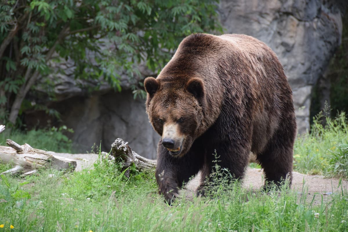 Living Northwest Trail