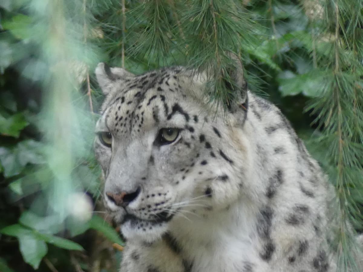 Hertfordshire Zoo