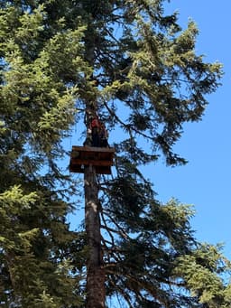 Tree to Tree Adventure Park