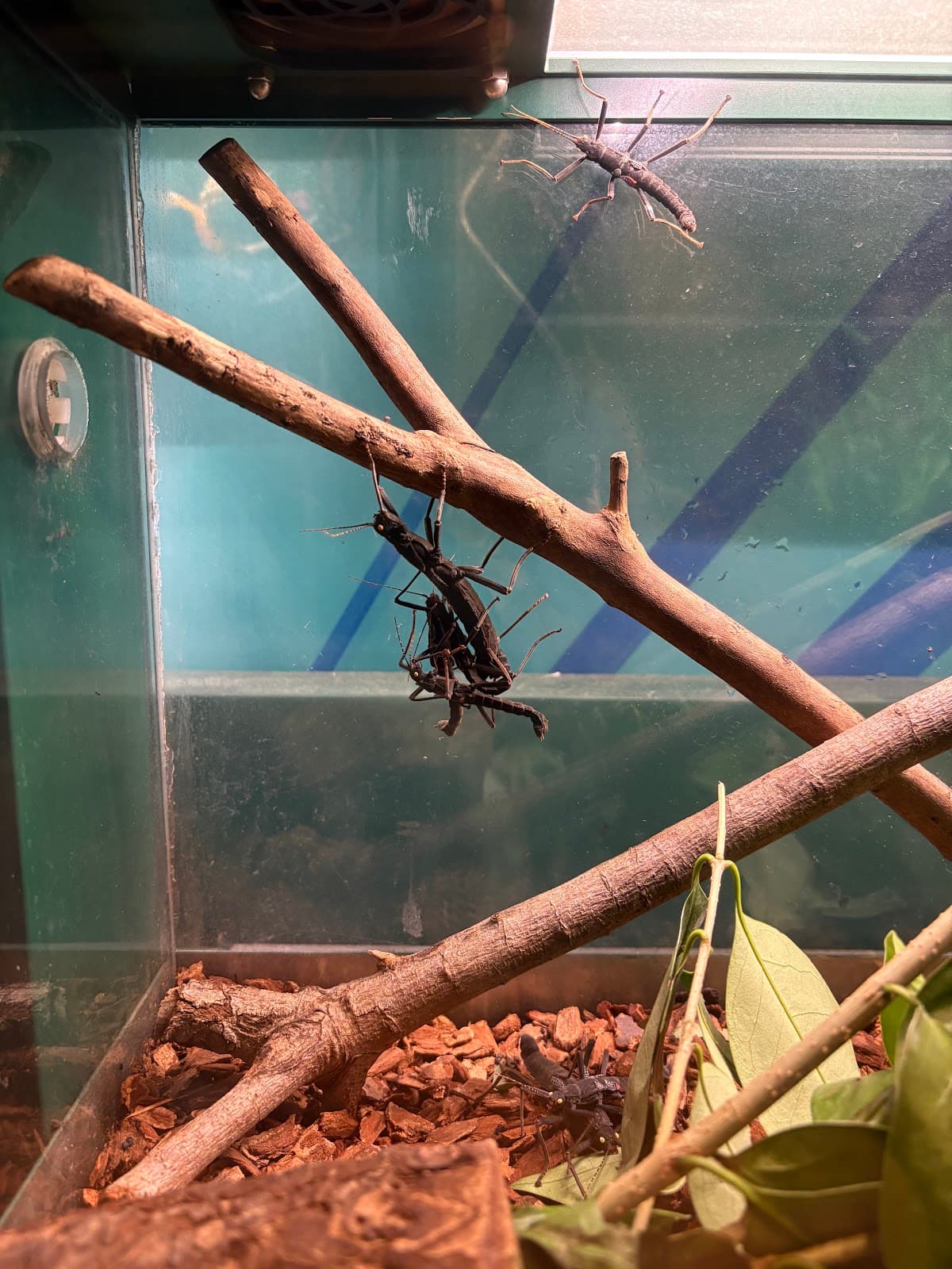 Audubon Insectarium