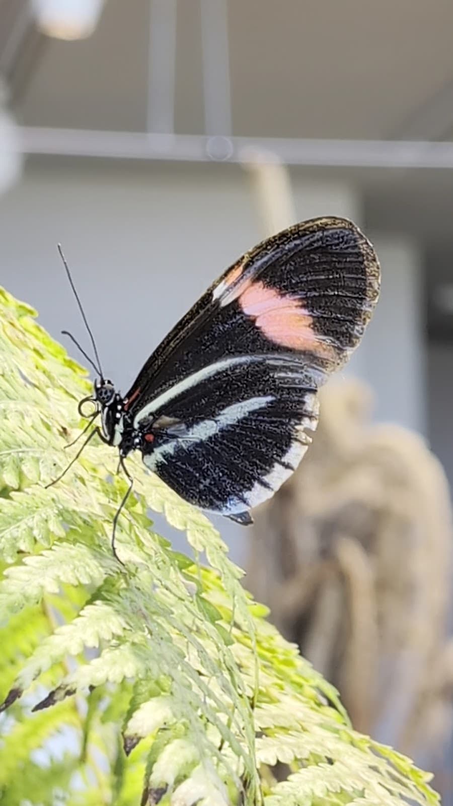Audubon Insectarium
