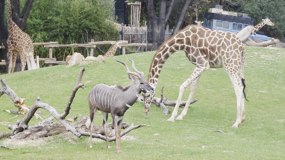 Fort Worth Zoo
