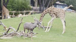 Fort Worth Zoo