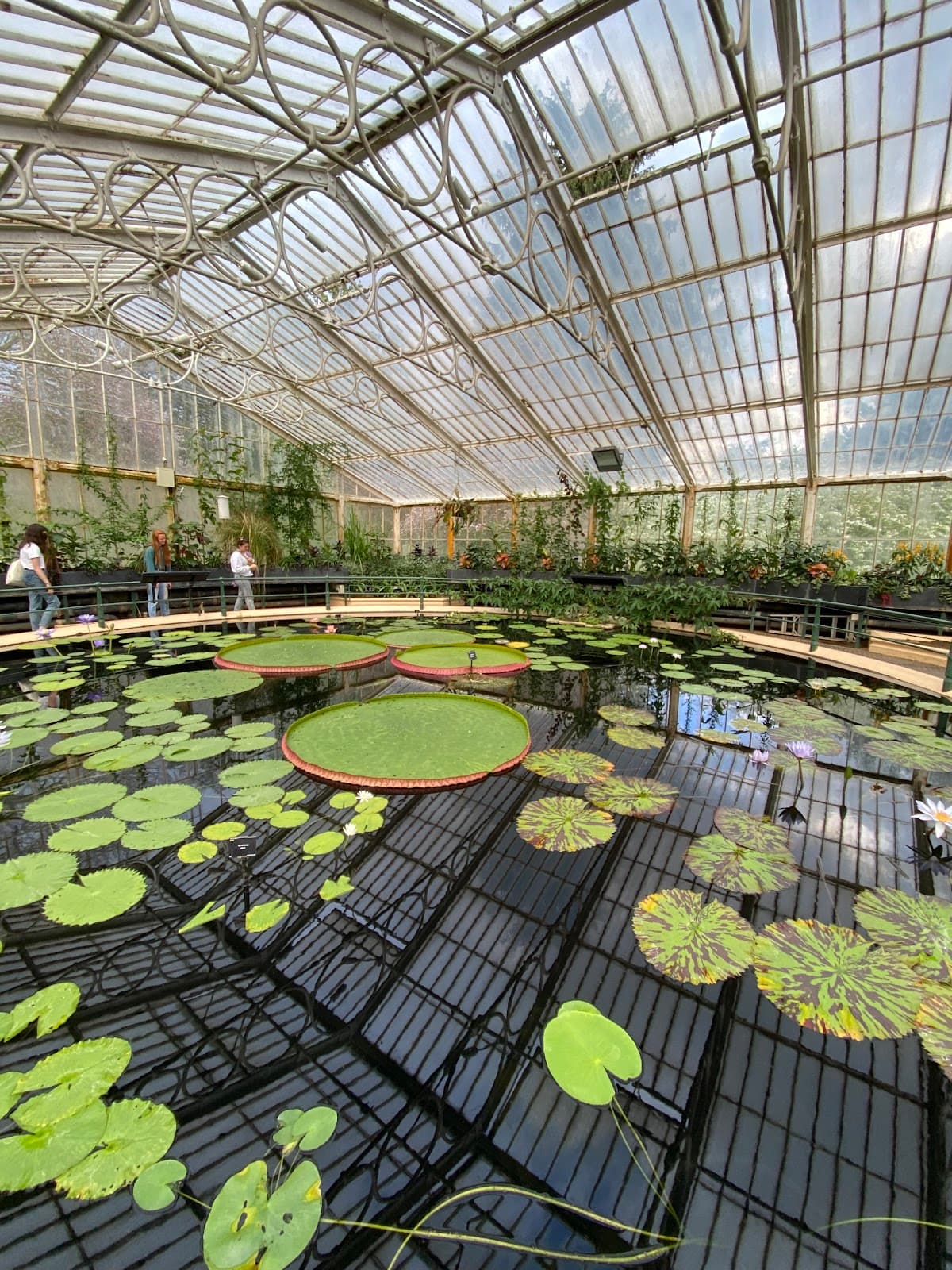 Waterlily House