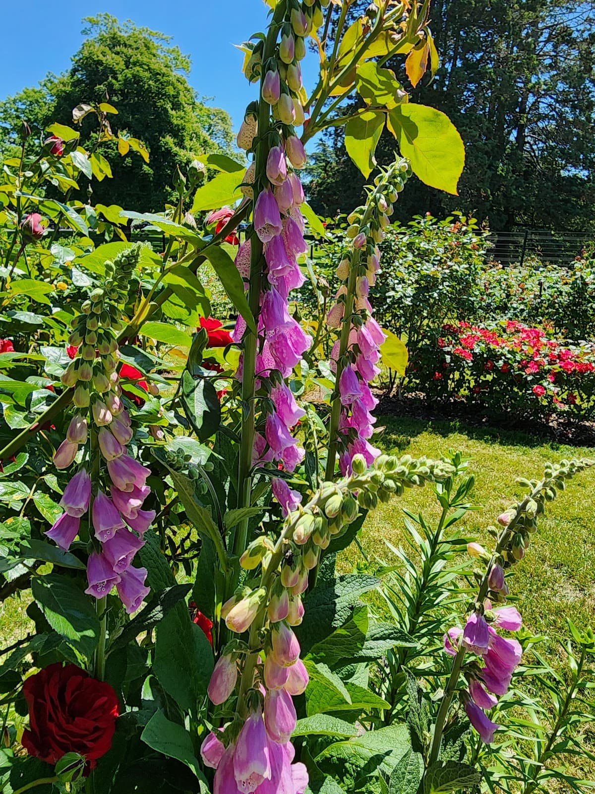 Point Defiance Zoo Botanical Gardens