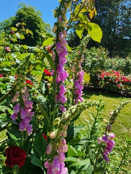 Point Defiance Zoo Botanical Gardens